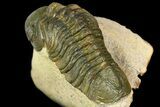 Detailed, Reedops Trilobite - Atchana, Morocco #160728-5